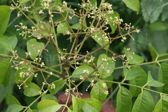 Zanthoxylum rhetsa